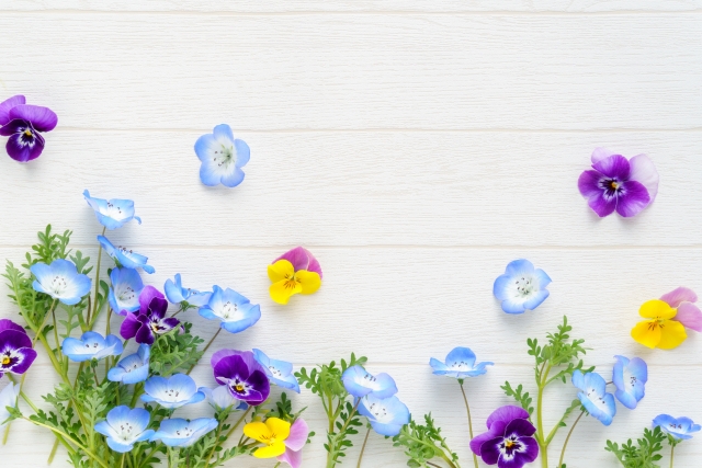 ネモフィラとパンジー